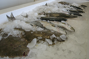 Fish on ice in a fish market.