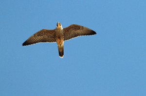 Peregrine falcon flying over Ocracoke 