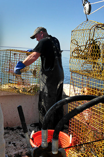 Fisherman pulling crab pot into boat.
