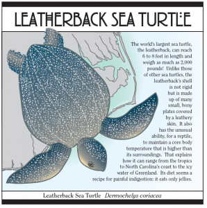 Leatherback sea turtle page from NC's Amazing Coast.