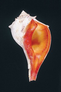 Photo of knobbed whelk.