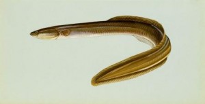 American eels 