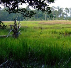 Trees and grass in marshy area
