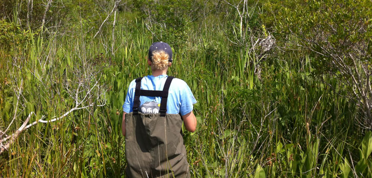 Researcher facing tall vegetation