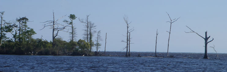Trees growing from the water