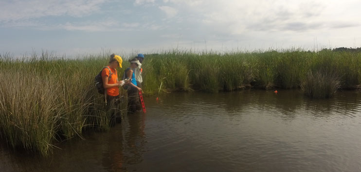 Three people wading in marsh by tall grass