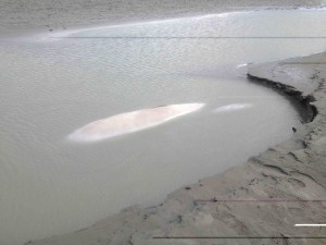 Two belugas in shallow water