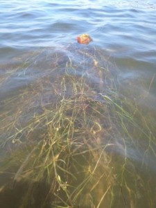 A buoy with seagrass in the water