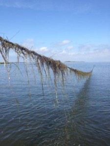 Seagrass in a line coming out of the water