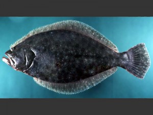 Summer flounder. Photo courtesy NOAA/Northeast Fisheries Science Center
