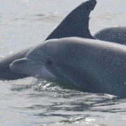 Bottlenose dolphins