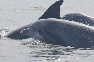 Bottlenose dolphins 