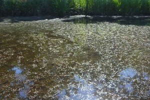 Hydrilla floating