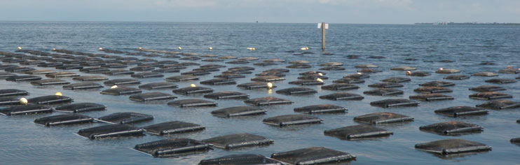 Floating aquaculture cages in water