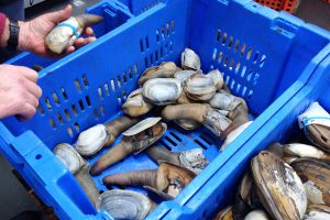 Geoduck clams in a blue container