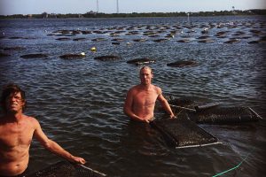 Floating oyster cages and men in the water