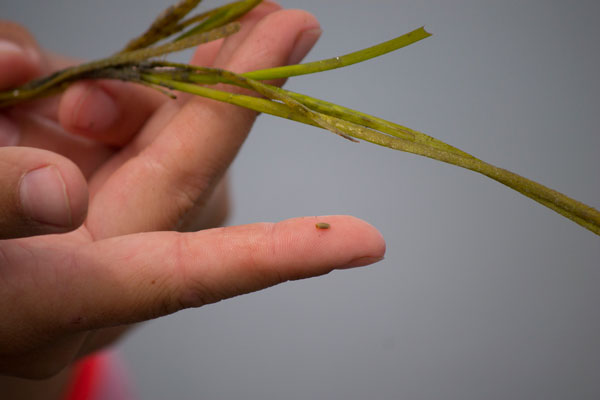 Hand holding blades of eelgrass and a seed