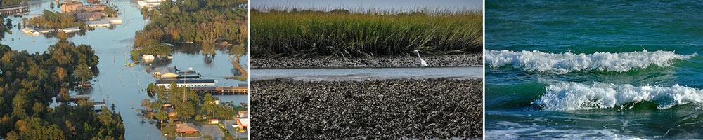 Three images: Kinston flooded, white bird in wetland, ocean waves