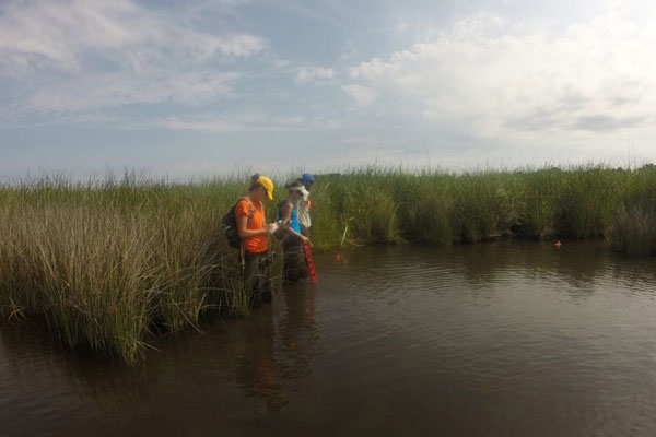 Katelyn Theuerkauf, Samantha Godwin and Brandon Puckett deploying stakes to monitor marsh erosion at Currituck Banks Reserve