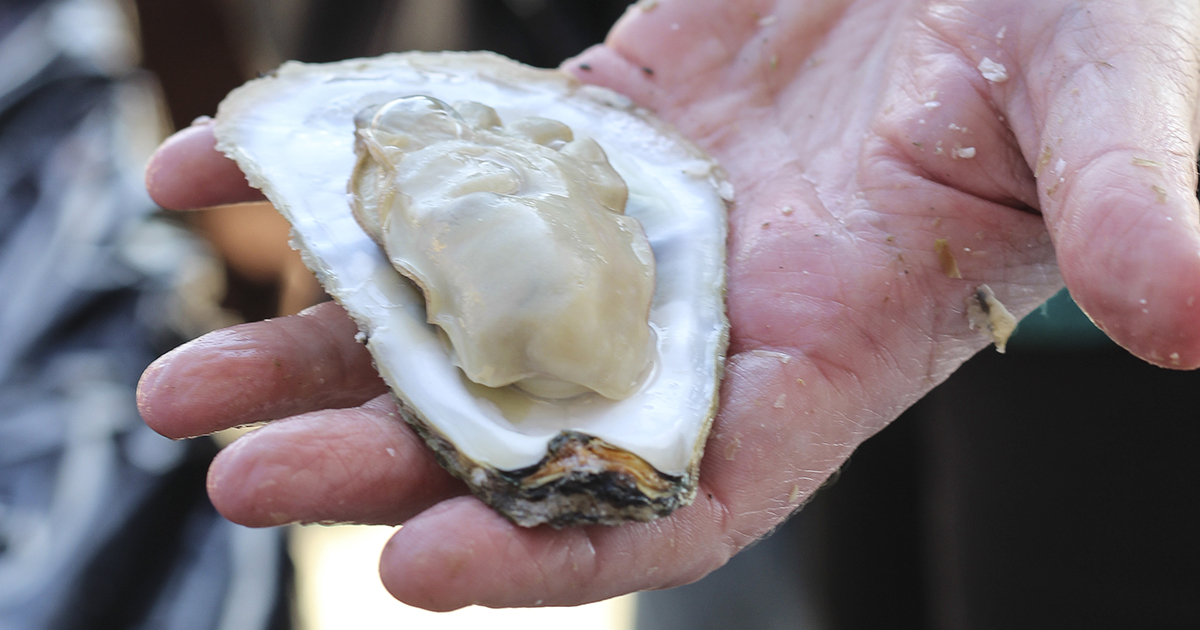 Oyster in hand, by Vanda Lewis