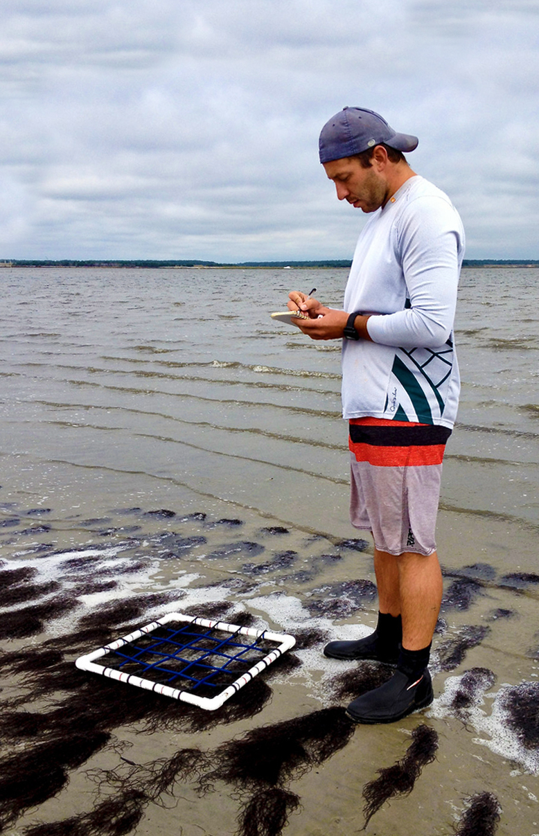 Aaron Ramus, winner of the 2020 Coastal Research Fellowship, is investigating the effects of Gracilaria vermiculophylla (“Grac”) on estuarine lagoons.