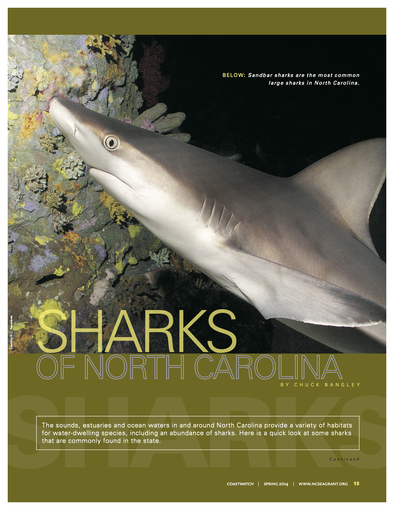 An image of the first page of the article, "Sharks of North Carolina"