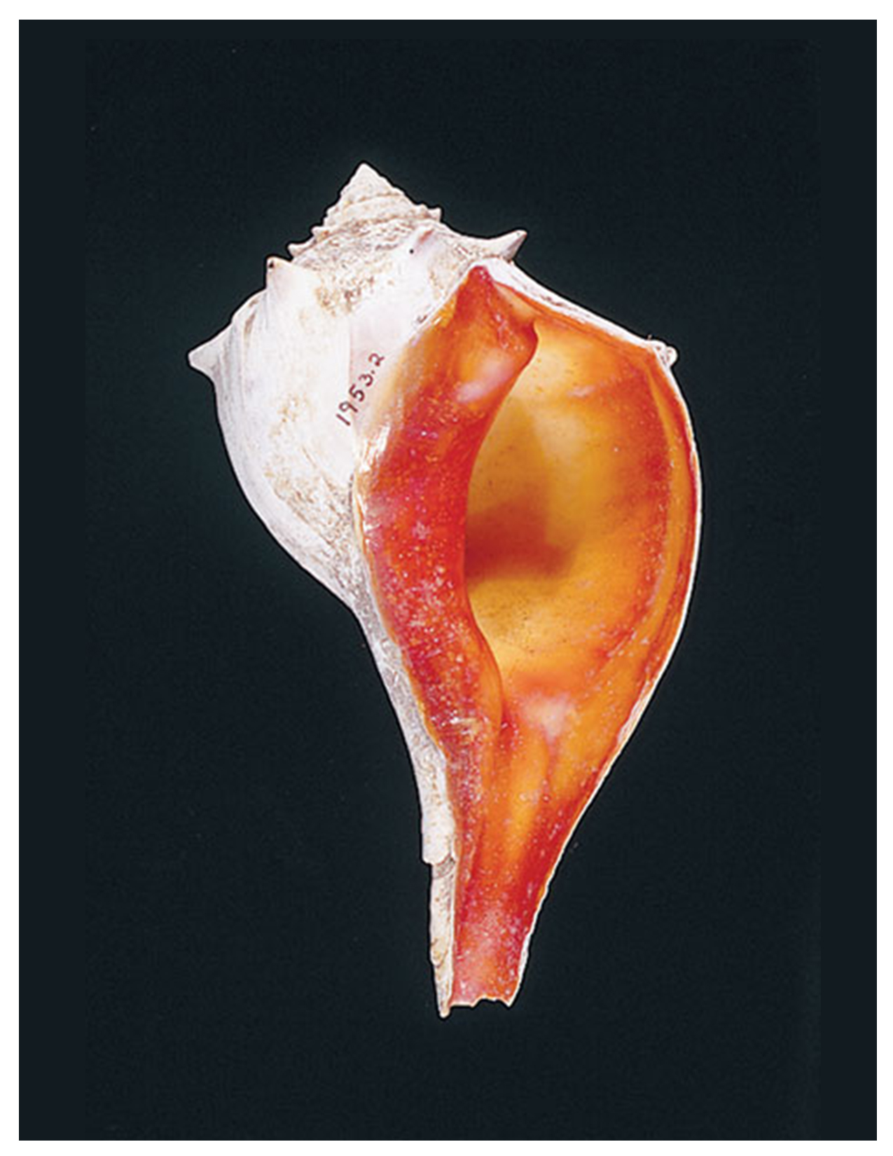 knobbed whelk