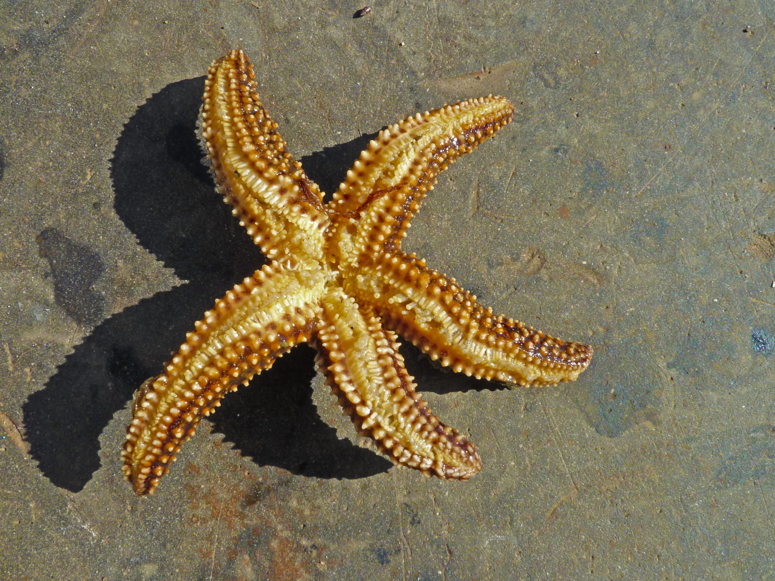 A sea star on the beach