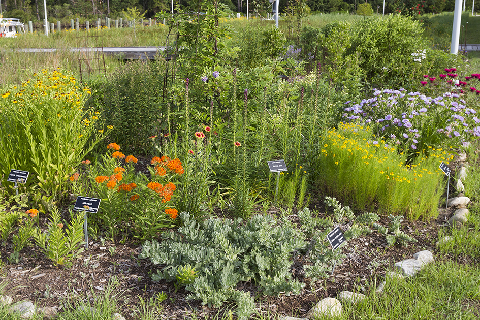 Photo of a pollinator garden, with plants marked with ID plaques.