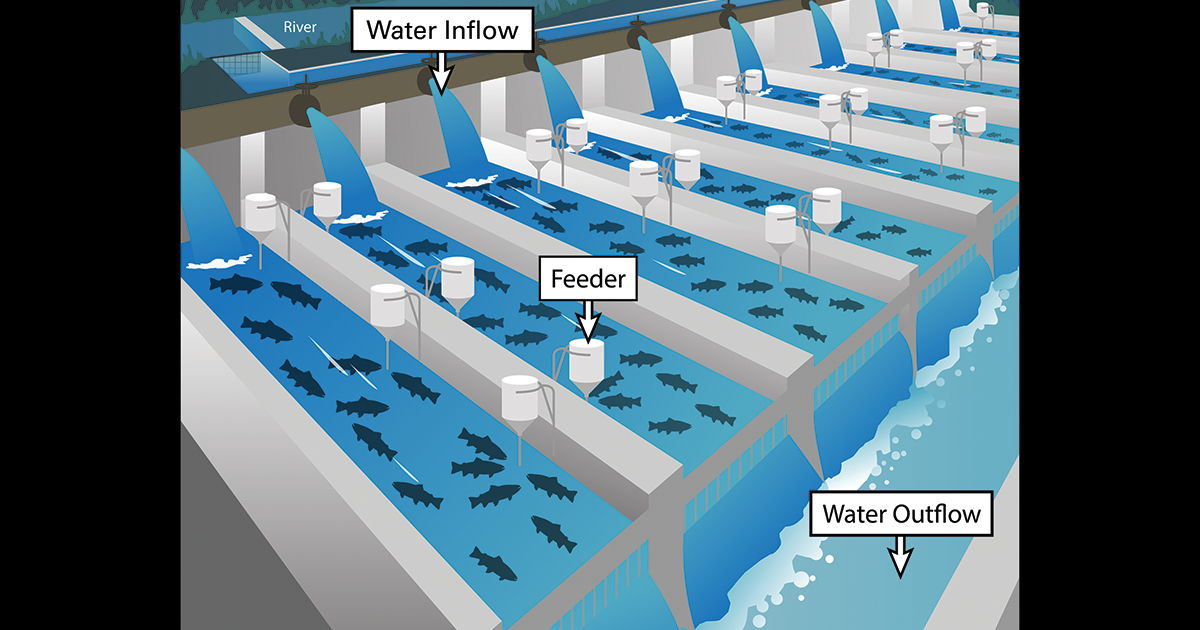 An illustration of flow-through aquaculture systems, or raceways. Illustration by Melissa D. Smith