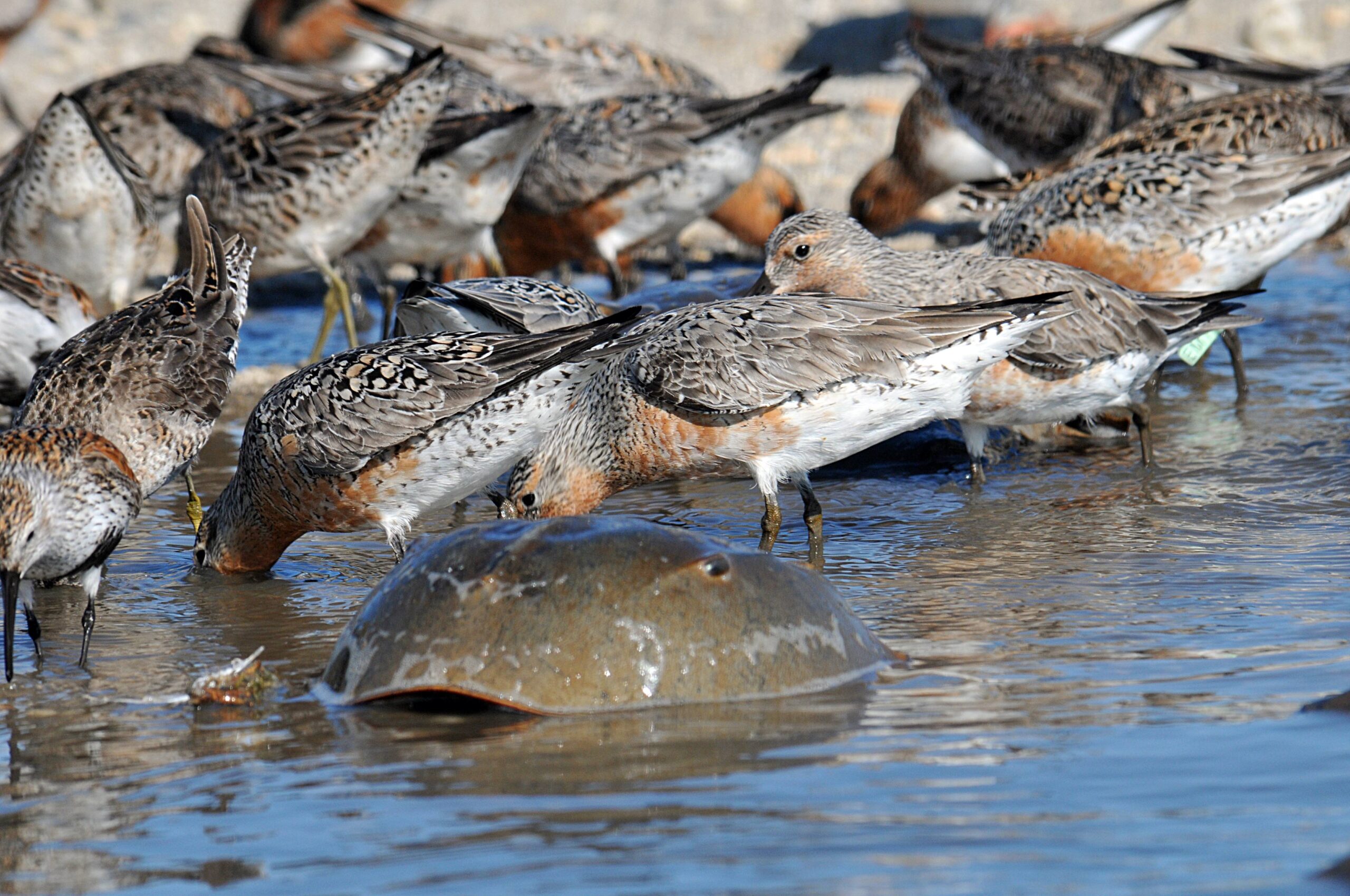Red knots are migrating shorebirds that feast on horseshoe crab eggs. Photo by Gregory Breese/USFWS
