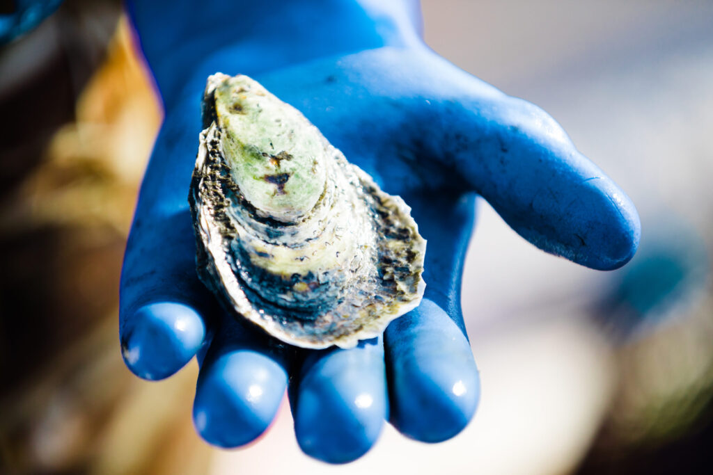 An oyster raised through aquaculture.