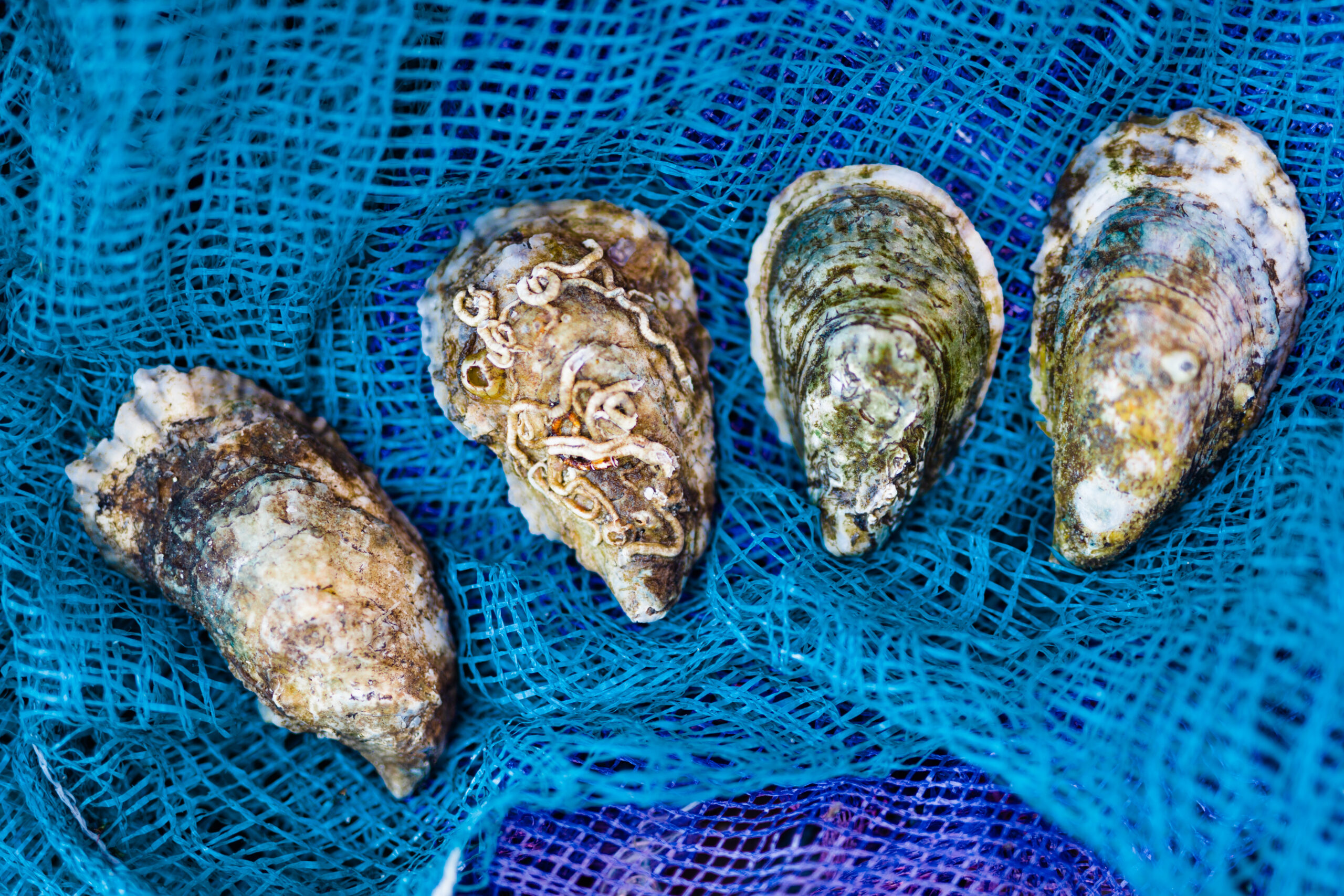 Oysters grown through aquaculture