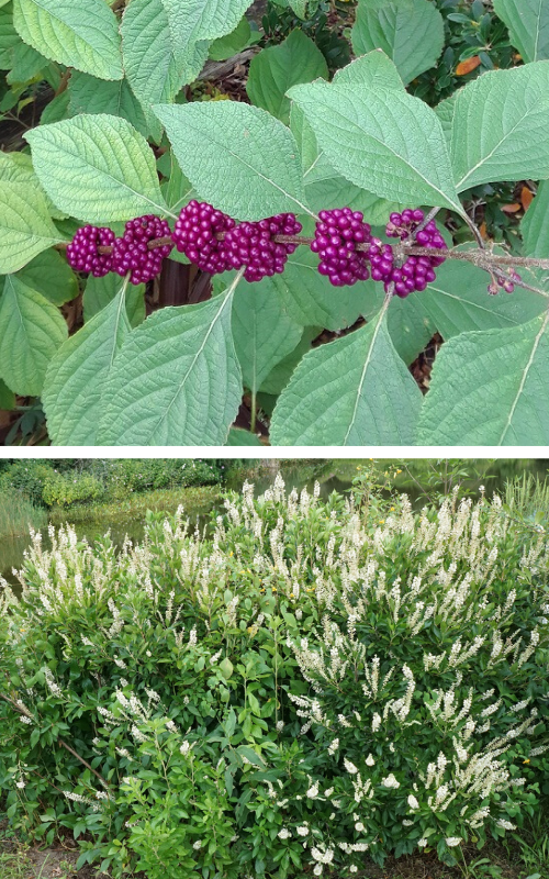 An image of American beautyberry's striking purple fruit, and an image of the shrub sweet pepperbush, with white flowers.