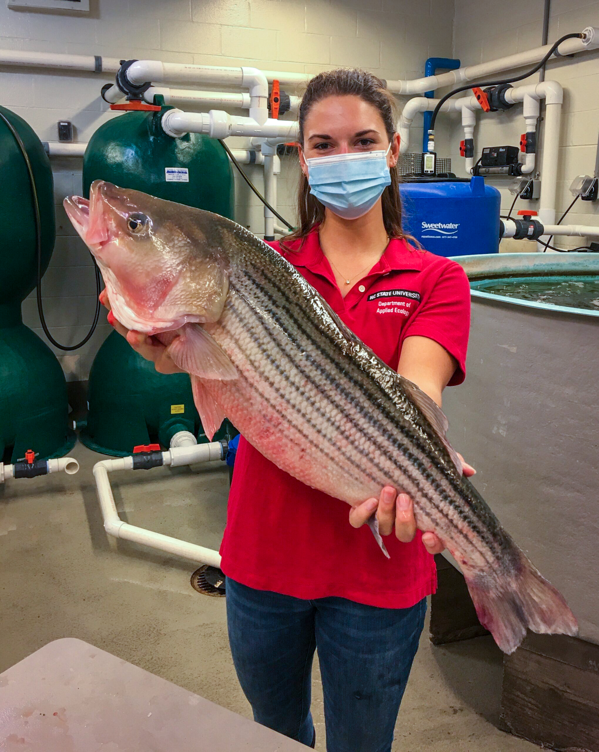 A girl in a red NC State shirt holding a large striped bass up for the camera