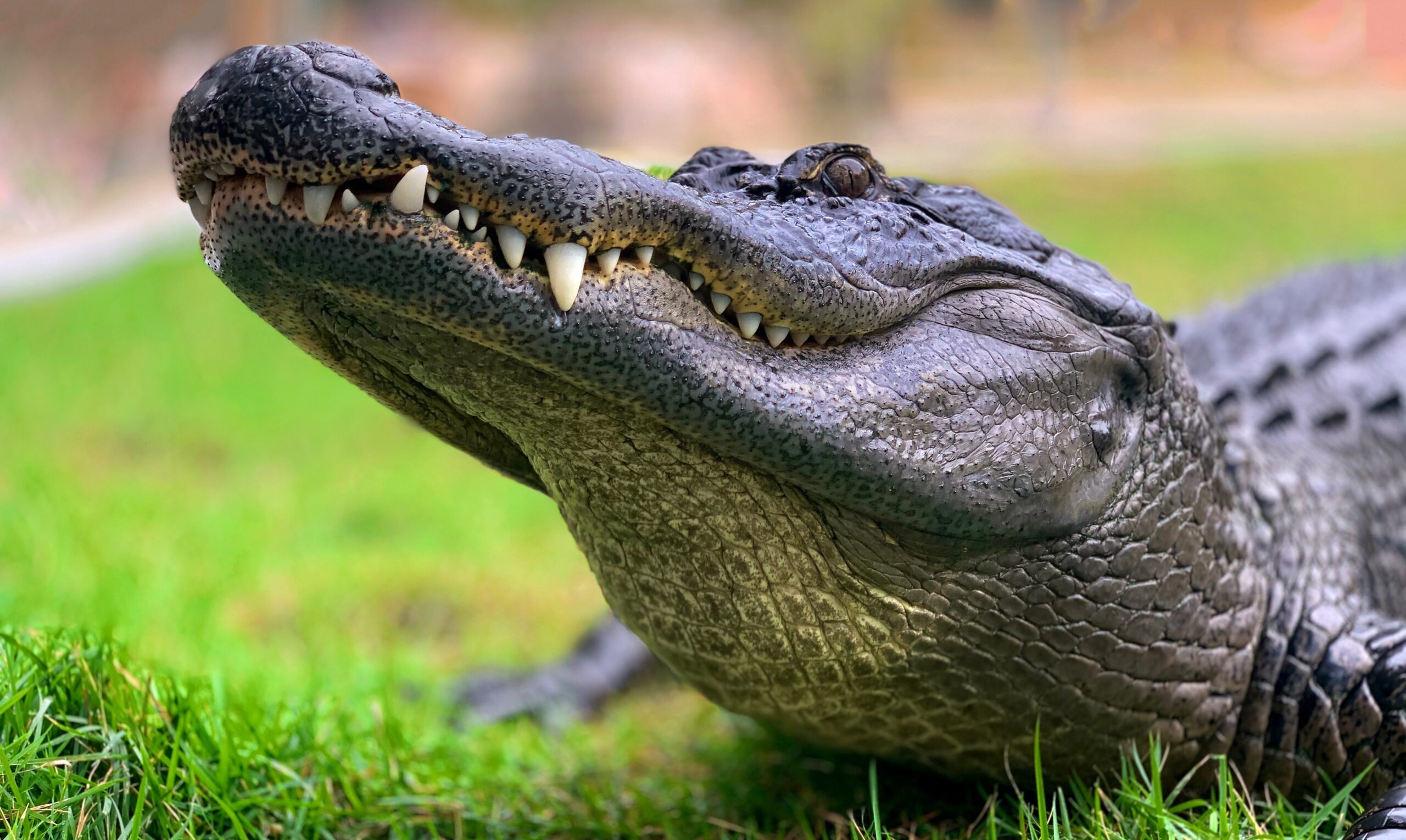 a close-up image of an alligator's face