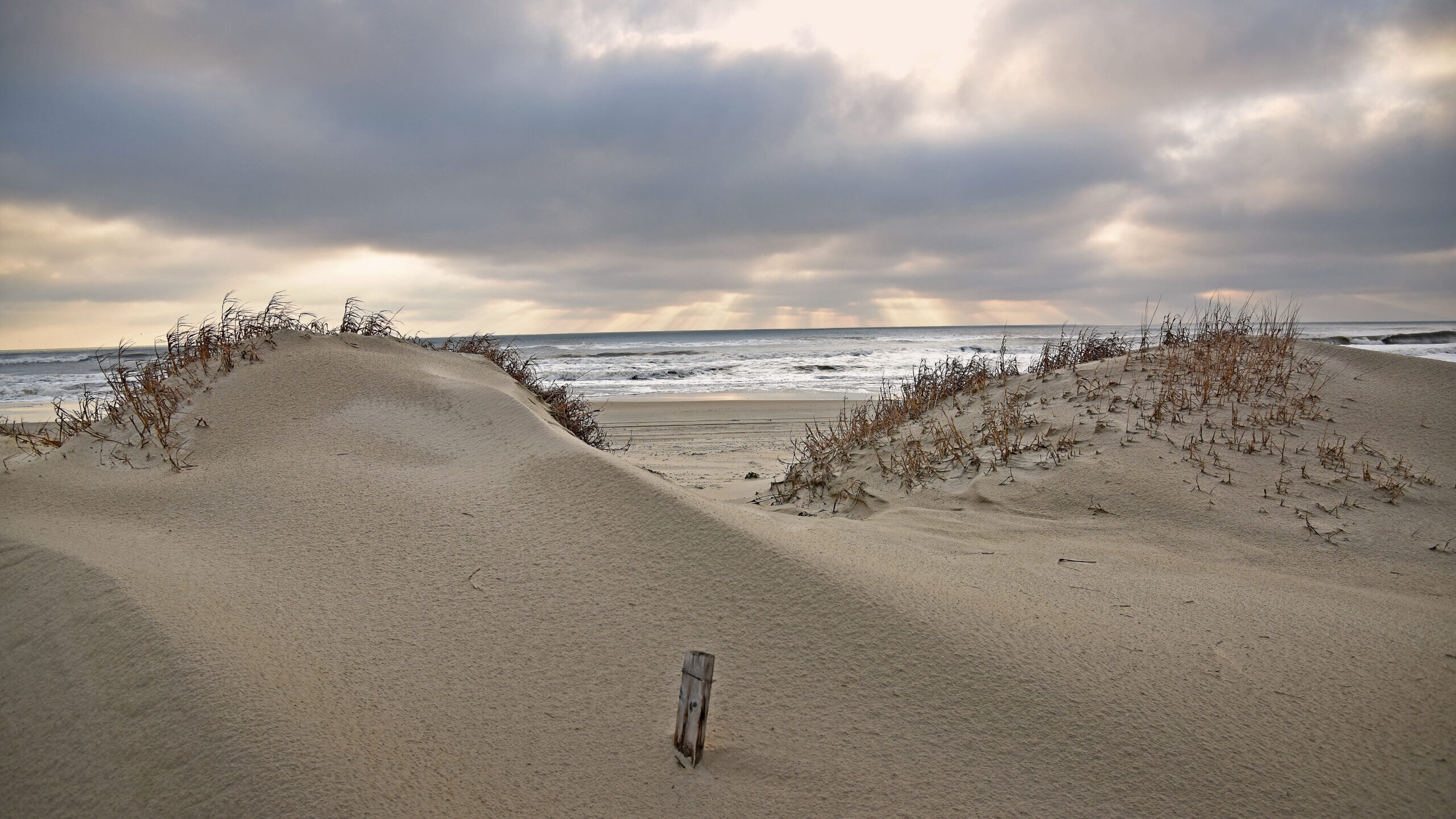 Sea oats on dunes along the Outer Banks
