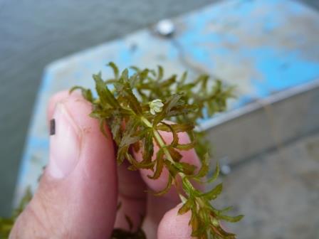 A close up of Hydrilla between two fingers