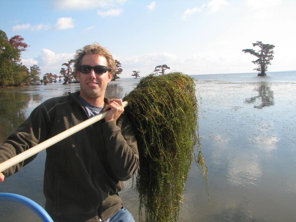 A man on a boat holds a paddle covered with Hydrilla