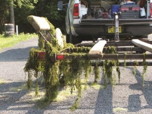 a boat trailer covered in Hydrilla