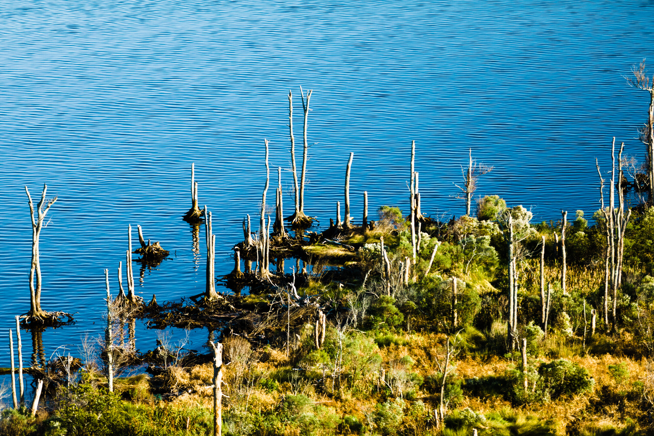 landscape image of a ghost forrest on the NC coast.