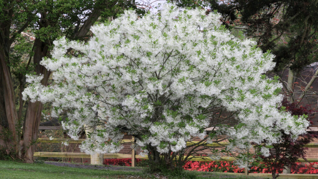 a white fringetree in a field