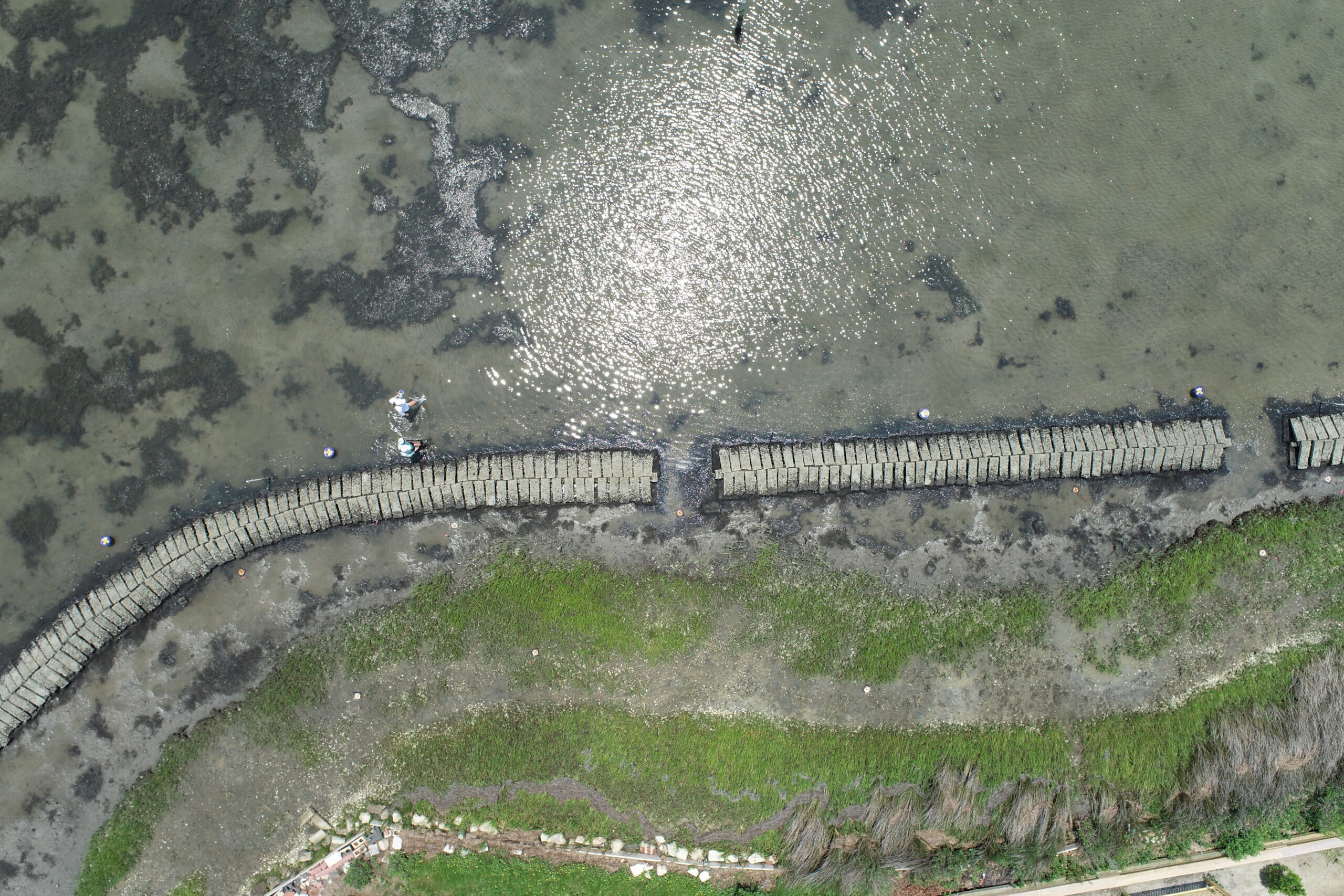 a drone image of a team of ECU researchers working along a restored shoreline near Morehead City, NC