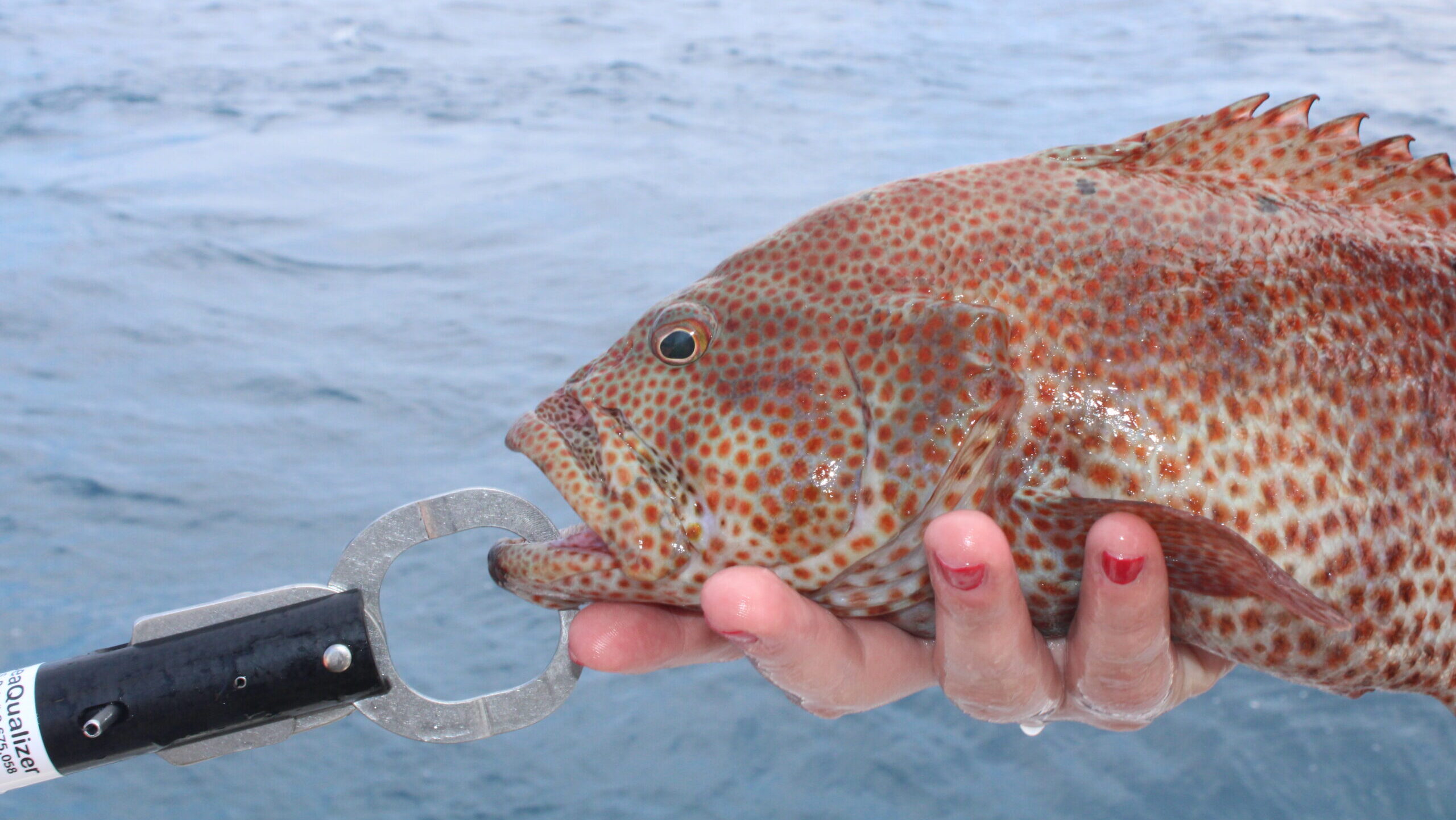 a graysby grouper about to be released with the aid of a descending device.