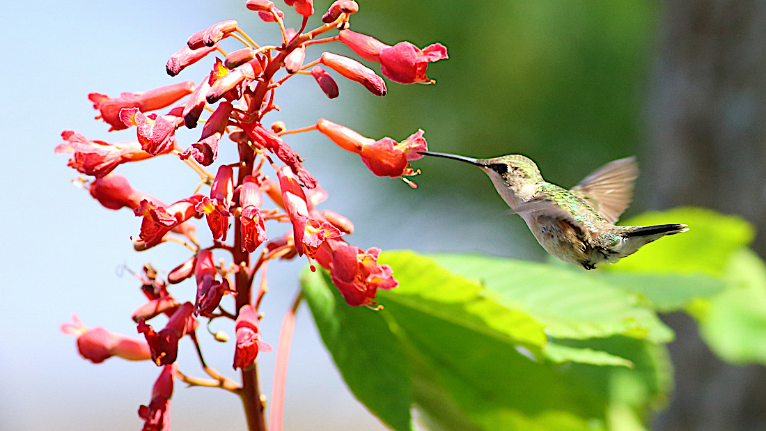 a hummingbird drinking nectar out of a red buckeye