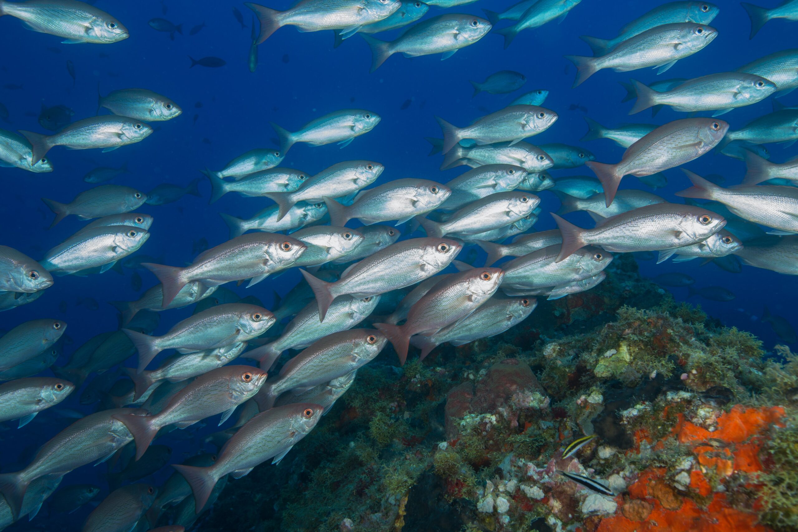 A large school of vermillion snapper swim over a reef