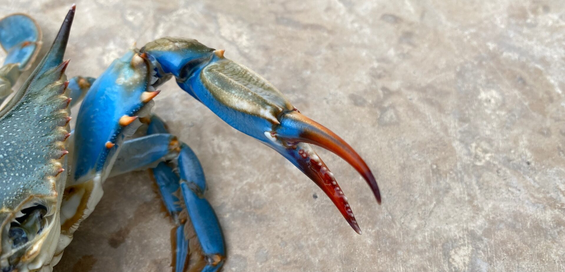 Blue crab claw.