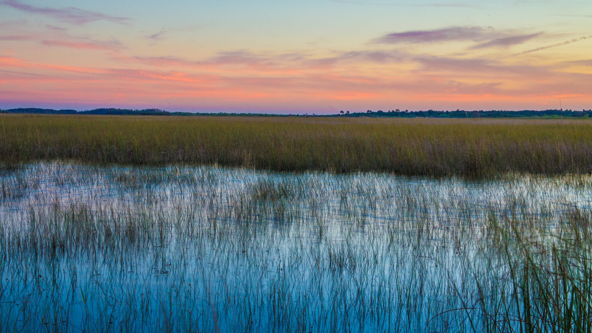 Marsh at sunset. Sky appears in bands of pink, blue, and purple. Green marsh grass in the middle, and blue water at the bottom, with reflections of marsh grass.