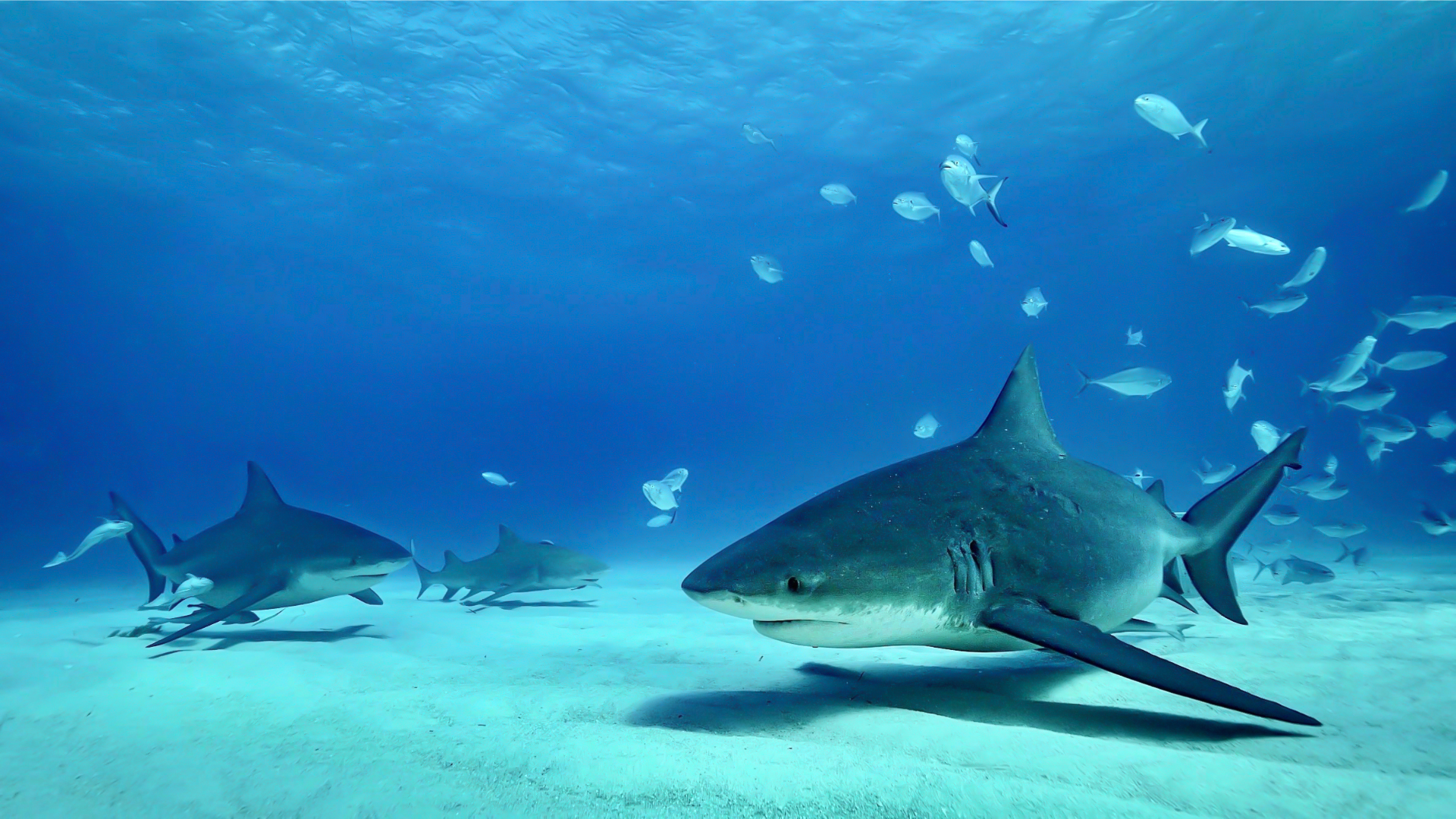 three bullsharks swimming along a sandy bottom