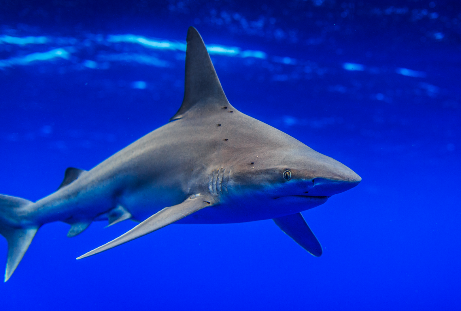 a sandbar shark swimming at the surface of the blue ocean